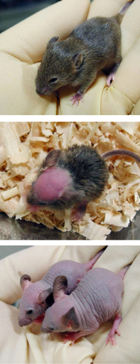 脱毛の原因遺伝子を特定、国立遺伝学研究所と慶応大の研究チーム