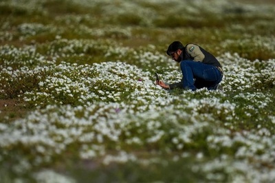 エルニーニョの影響で「世界の乾燥地域」に再び「砂漠の開花」現象が出現