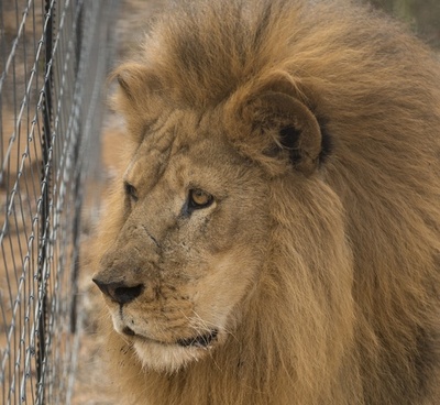 自殺図った男がライオン飼育場に侵入、2頭殺処分 チリの動物園