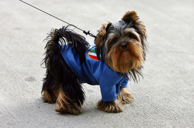 サッカー欧州選手権、犬も応援