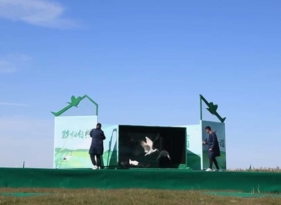 中国の国宝トキ 東部沿海湿地で初の野生復帰