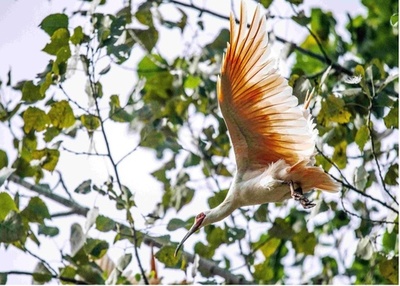 秦嶺山脈の生態を大切にして「緑水青山」を守る