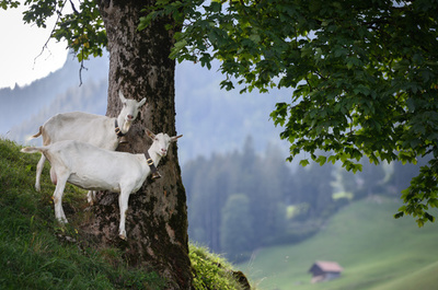 【今日の1枚】絵はがきのような光景、秋日和のヤギ スイス