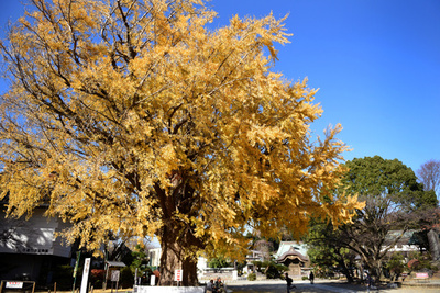 晩秋の空に大イチョウ、古刹の境内を彩る　神奈川