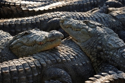 戦闘機のソニックブームでワニが発情、イスラエル