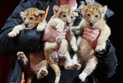 僕たちサーカスの赤ちゃんライオン3兄弟、名前はまだない?