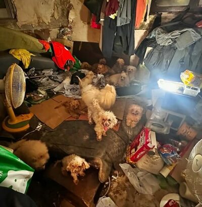 「冷蔵庫に10匹の犬の死骸」「部屋には子犬27匹」…韓国の“ゴミ屋敷”で何が起きていたのか