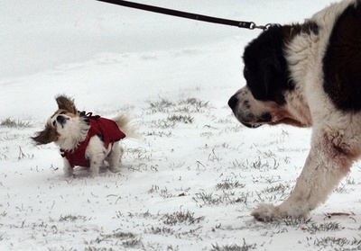ルーマニア各地で吹雪、散歩の犬も飛ばされそう？