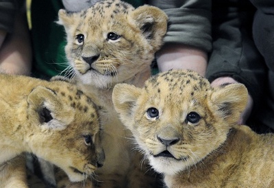 ライオンの赤ちゃん3匹、お披露目 ロシア
