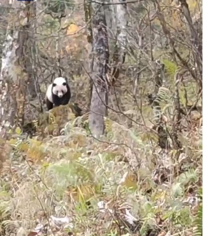 野生ジャイアントパンダ 人間と数秒間見つめ合い密林に潜り込む 中国甘粛省