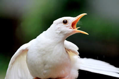 「クロ」ウタドリなのに真っ白、チェコで初めて見つかる