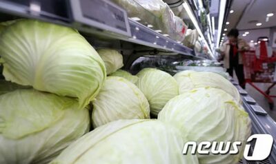 「キャベツ、お前もか」…韓国で続く物価高騰に飲食店主が悲鳴