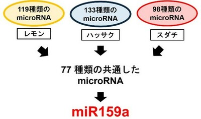 【広島国際大学】かんきつ類に含まれる微小カプセルの中身を解明 がん抑制のカギと期待の「調整役」を発見