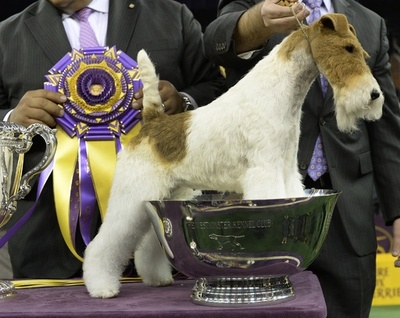 今年の最高賞が決定、伝統の米ドッグショー
