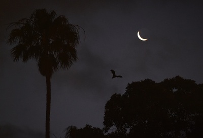 1600万年前の大型「歩くコウモリ」新種、NZで化石発見