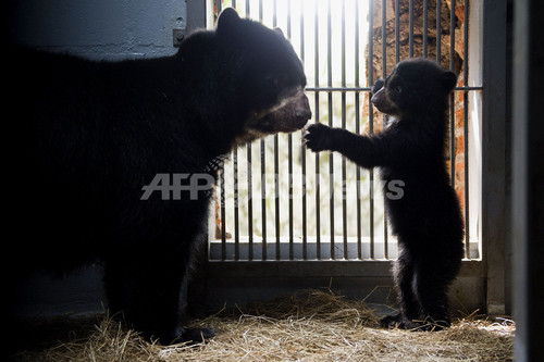 ねえ ここ出ちゃダメ メガネグマの赤ちゃん 写真4枚 ファッション ニュースならmode Press Powered By Afpbb News
