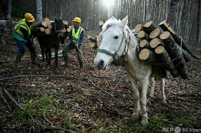 暖炉用まき需要増、エネルギー危機で ブルガリアの冬支度