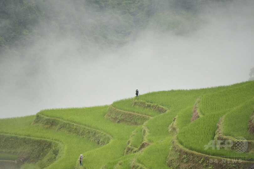 夏の棚田の農作業風景、貴州