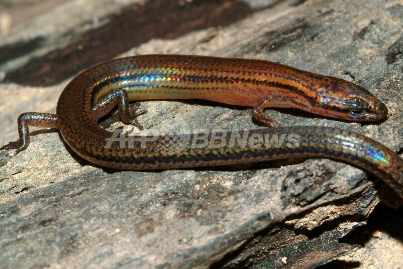虹色に輝く新種のトカゲを発見 カンボジア 写真2枚 国際ニュース Afpbb News