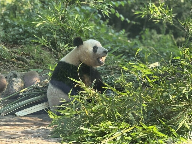 シャンシャン8歳おめでとう！中日のパンダファンが碧峰峡基地で再会