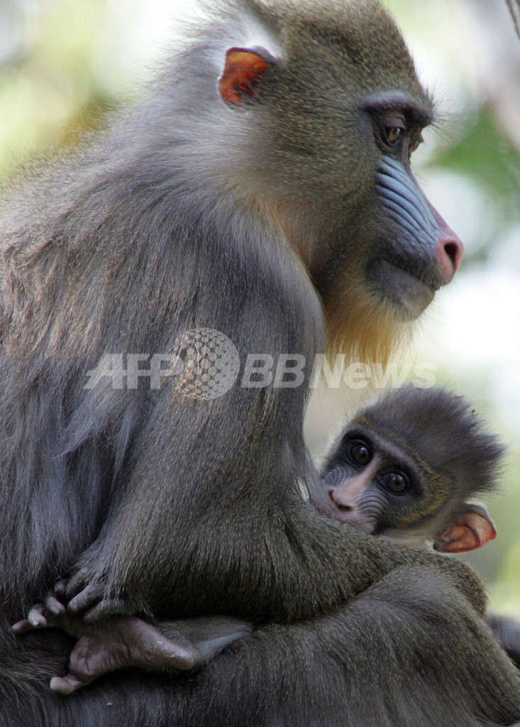 生後6週間のマンドリルの赤ちゃんがお披露目 写真4枚 国際ニュース Afpbb News