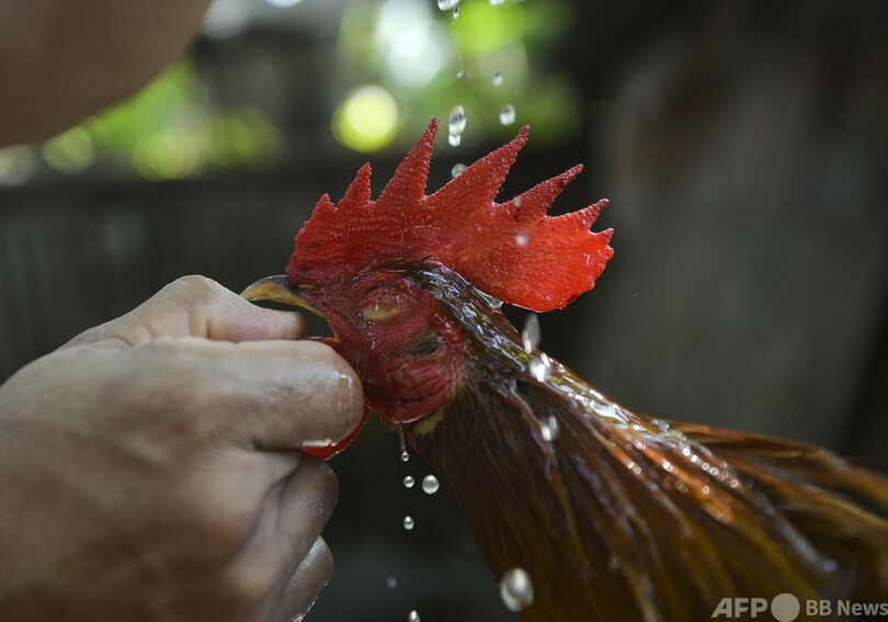 比で禁止の闘鶏で警察署長死亡 鶏の足につけた刃物で動脈切断 写真1枚 国際ニュース Afpbb News
