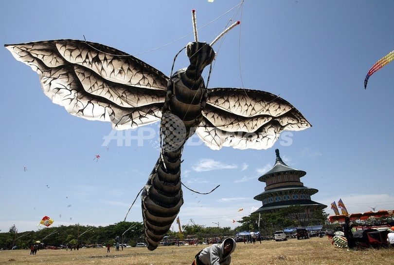 巨大な虫が空を飛ぶ インドネシアのたこ揚げ大会 写真1枚 国際ニュース Afpbb News