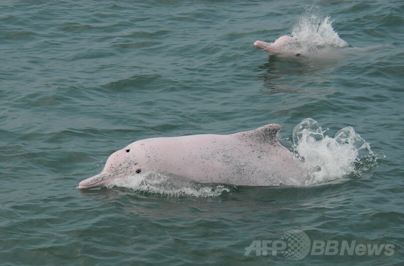 絶滅危惧種シナウスイロイルカの保護区を設定へ 台湾 写真2枚 国際ニュース Afpbb News