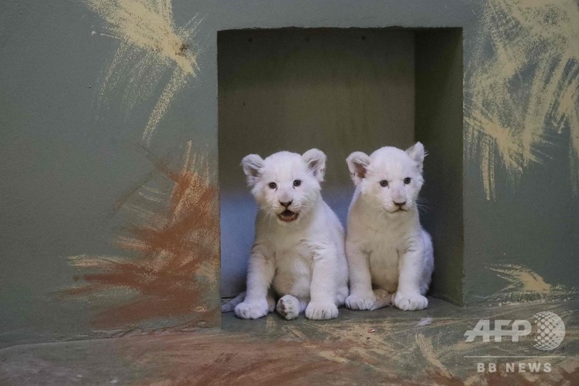 注射やだぁー ホワイトライオンの赤ちゃん チェコ 写真15枚 国際ニュース Afpbb News
