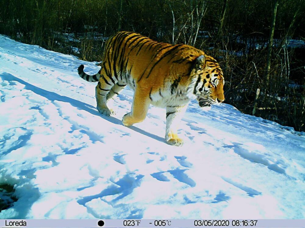 野生アムールトラの姿 40年ぶりに観察 中国北部で生態環境改善 写真1枚 国際ニュース Afpbb News