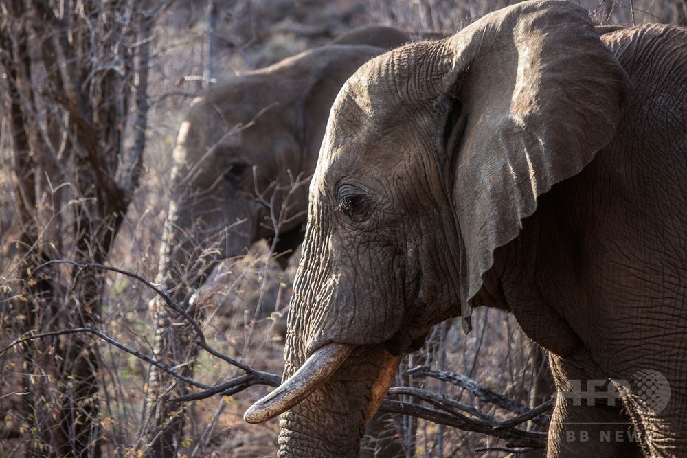 保護されたゾウ、密猟者に返還 スリランカ 写真1枚 国際ニュース