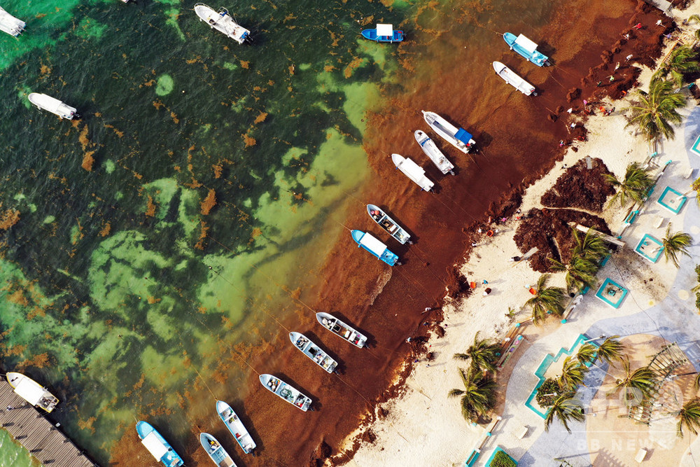 メキシコ沿岸部に海藻が大量漂着 地元住民が不休で除去 写真12枚 国際ニュース Afpbb News