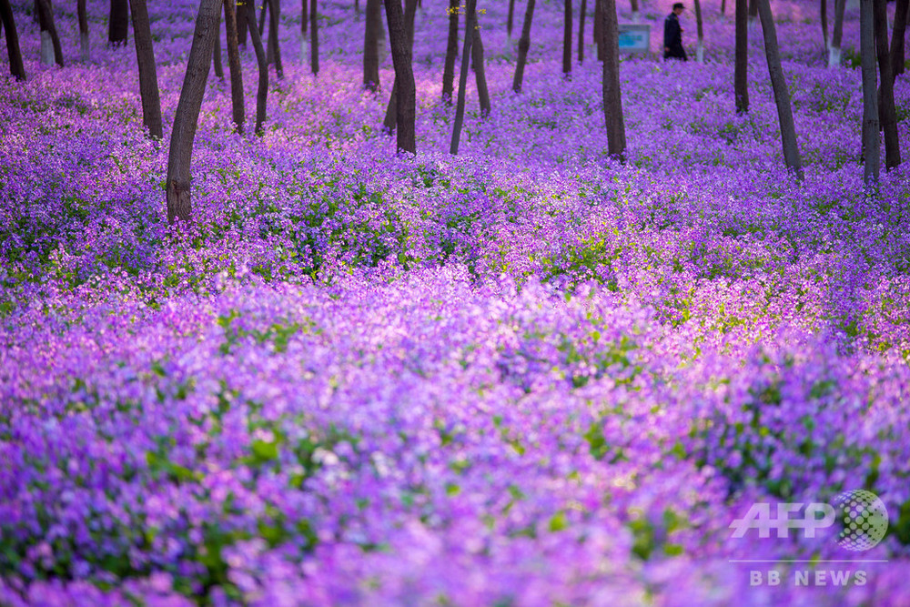 写真特集】Purple ～ 神秘的で高貴さを連想させる色 写真18枚 国際