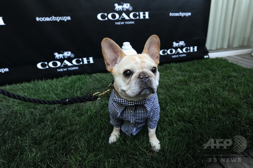 アリアナ・グランデの愛犬も登場！「コーチ」新キャンペーンイベント