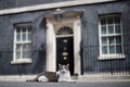 英ロンドンのダウニング街10番地、首相官邸前に寝そべる猫のラリー（2019年7月10日撮影）。(c)Tolga AKMEN / AFP