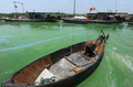 写真は中国南部安徽（Anhui）省合肥（Hefei）で、工場の排水により藻が異常発生した巣湖（Chaohu Lake）。

　中国各地の淡水湖では、今年も藻が大発生している。主な原因は処理されないまま排出される汚水に含まれる高濃度の窒素だ。中国のほかの環境問題同様、過去20年間の猛烈な経済成長にともない水質汚染も深刻化している（2009年6月19日撮影）。(c)AFP
