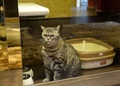 シンガポールのペットホテルにお目見えした猫専用の最高級スイート「パーフェクションスイーツ」で、外を眺める猫（2016年2月24日撮影）。(c)AFP/ROSLAN RAHMAN