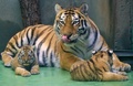 チェコ東部オロモウツの動物園でお披露目された双子のシベリアトラの子どもと母親トラ（2015年6月30日撮影）。(c)AFP/RADEK MICA