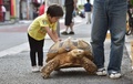 東京・月島の道を歩く亀のボンちゃん（2015年6月10日撮影）。(c)AFP/KAZUHIRO NOGI