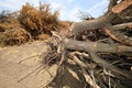 米カリフォルニア州ヒューロンの農園で、水不足のため引き抜かれたアーモンドの木（2021年8月5日撮影）。(c)Robyn Beck / AFP