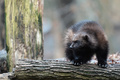 フランス東部ロドの動物園で飼育されているクズリ（2016年1月28日撮影、資料写真）。(c)FREDERICK FLORIN / AFP