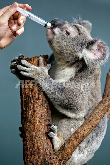 コアラの「ペトラ」、クリプトコッカス症に感染、シドニーの動物園で