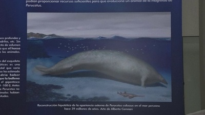 動画:重さ340トン、ペルーで新種クジラの化石発見 史上最重量の生物か