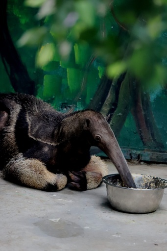 南米産オオアリクイ、VIP待遇　中国・鄭州の動物園でデビュー　