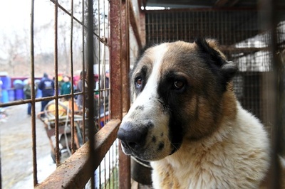 保護犬230匹を秘密裏に殺処分、韓国の動物愛護団体に非難