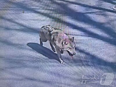 23機のドローンでも見つからない…韓国・脱走のオオカミ、5日経っても「足取り不明」の怪