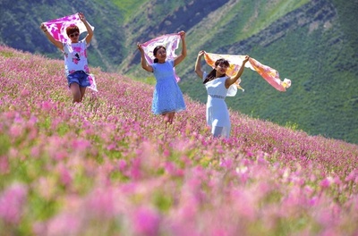 見渡す限りのピンクのじゅうたん、新疆