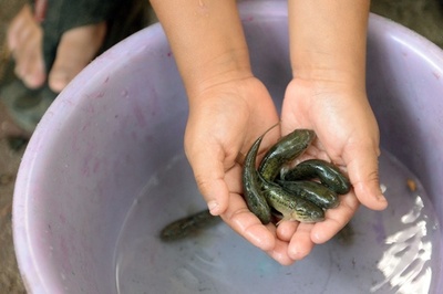 魚、細菌、放射線…ジカ熱抑制へあの手この手 中南米各国