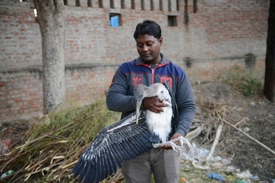 たこ糸で鳥150羽超死ぬ、インドの祭りのたこ合戦で 数百羽けが