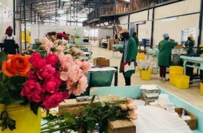 僅か17時間！ ケニアのバラが中国の消費者の手に届く